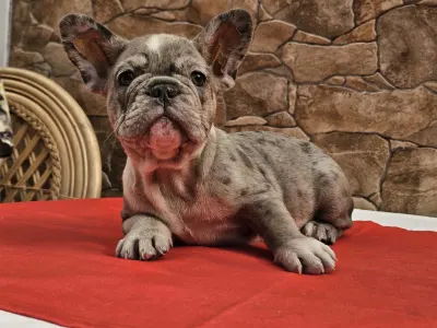 Francuski buldog - Danilo