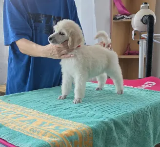 Grosspudel - Fortuna Avior Alina