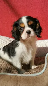 Cavalier king Charles spaniel - Georgie