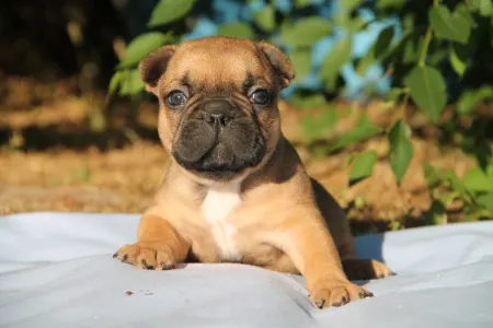 Francia bulldog - Elvis
