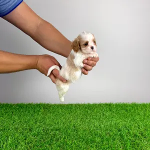 Кавалер кинг-чарльз-спаниель - Enzo