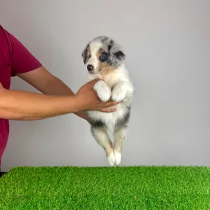 Australian Shepherd - Tabata