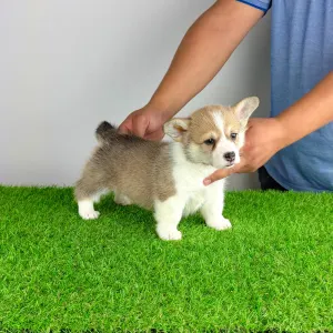 Welsh Corgi Pembroke - Dessy