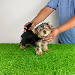 Yorkshire Terrier - Wollja