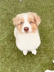 Berger australien - Bentley