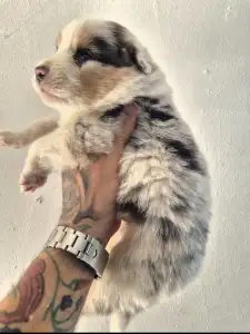 Australian Shepherd - Bubu