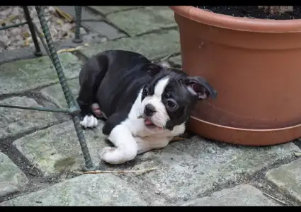 Boston Terrier - Gandalf