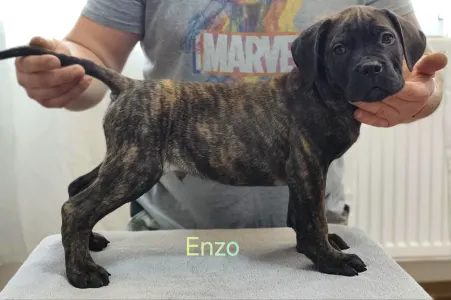 Cane Corso Italiano - Forza Di Diavolo Enzo