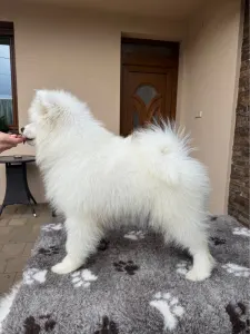 Szamojéd - Aurora-zoe Snowcrystals Of Victoria