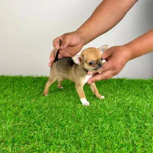 Chihuahua - Birdy
