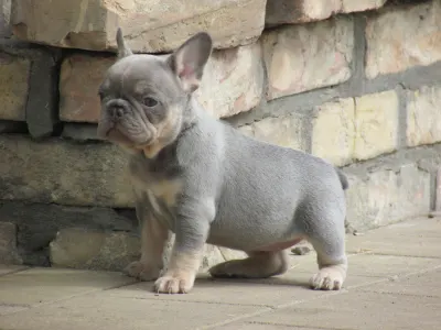 French Bulldog - Frida