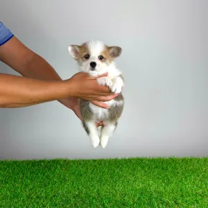 Welsh Corgi Pembroke - Chita