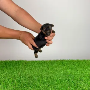 Yorkshire Terrier - Ylko