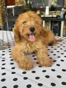 Maltipoo - Barack
