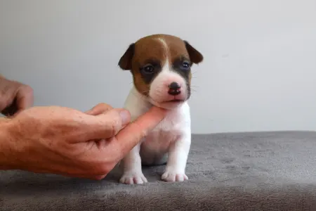Jack Russell Terrier - Xedo