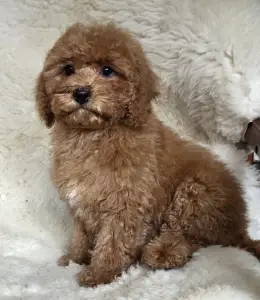 Cavapoo - Mona