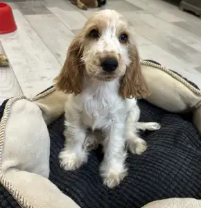 English Cocker Spaniel - Leonidasz