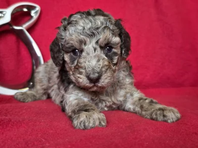 Cavapoo - Choco-Bunny