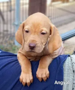 Hungarian Short-haired Vizsla - Becses Vadász Angyal