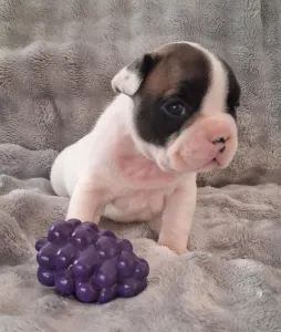 Bulldog francez - Huda From Lilis Breed