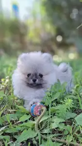 Spitz tedesco piccolo - Maurice