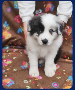 Border Collie - Connor
