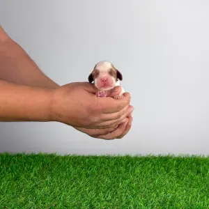 Cavalier King Charles spániel - Camelot