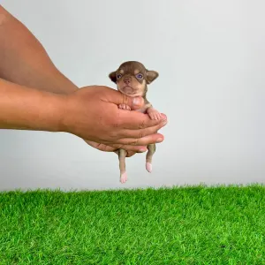 Chihuahua - Gussy