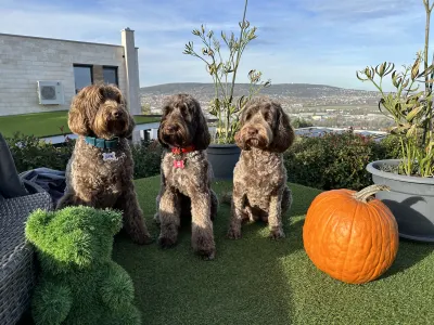 Labradoodle - Derton Australian Labradoodle 