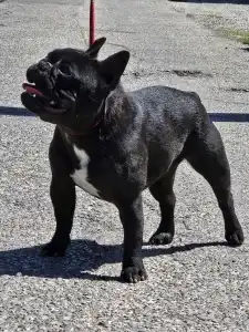 Bouledogue français - Victoria s Grande Annie