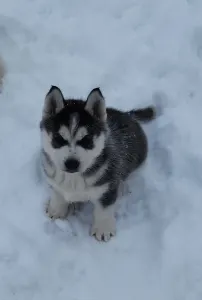 Siberian Husky - Zafír Of Polar Moonlights