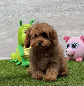Cavapoo - Oscar 
