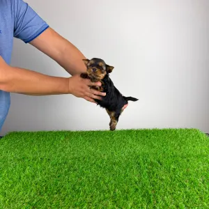 Yorkshire Terrier - Glenn