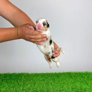 Australian Shepherd - Farello