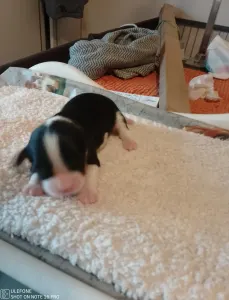 Cavalier King Charles Spaniel - Grófnő 