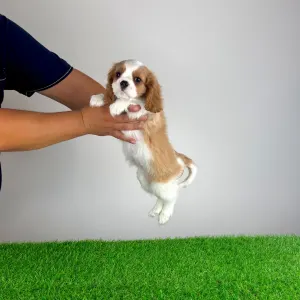 Cavalier King Charles spániel - Aristor
