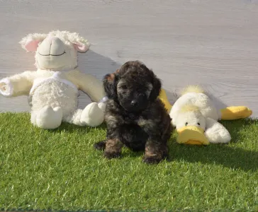 Poodle Miniature - Sweet Pie