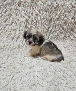 Havanese - Mia
