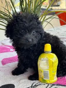 Poodle Toy - Raven