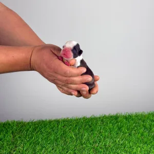 Boston Terrier - Hoja