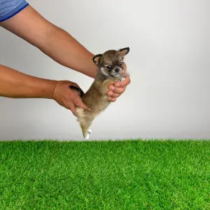 Chihuahua - Emma