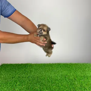 Pomeranian - Nancy