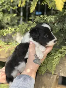 Border Collie - Bessy