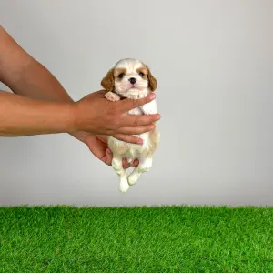 Cavalier King Charles Spaniel - Noen