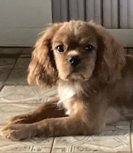 Cavalier King Čarles Španiel - Rowley