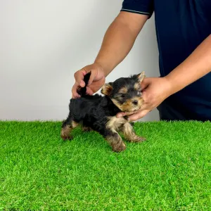 Yorkshire terrier - Emio
