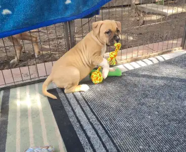 Американский стаффордширский терьер - Gelatelli Sorbet