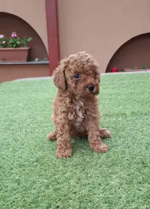 Caniche Nain - Benny