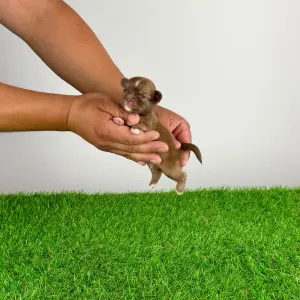 Chihuahua - Kwai