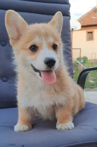 Corgi galez Pembroke - Charlotte